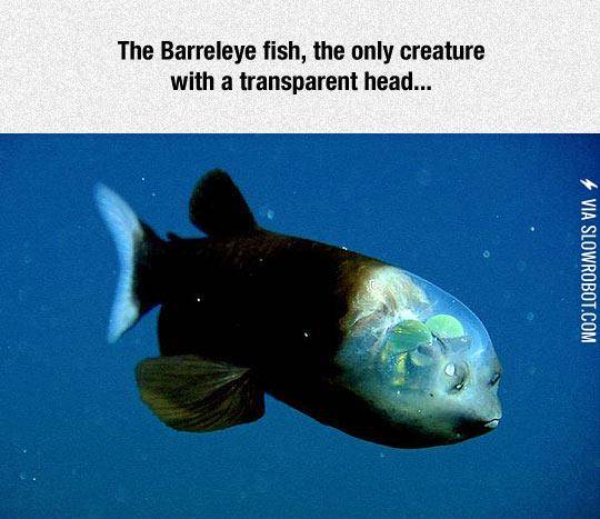 The+Barreleye+Fish