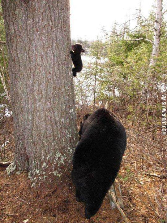 A+Little+Bear%26%238217%3Bs+First+Climbing+Lesson