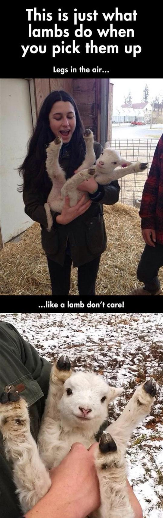 Lambs+don%26%238217%3Bt+care