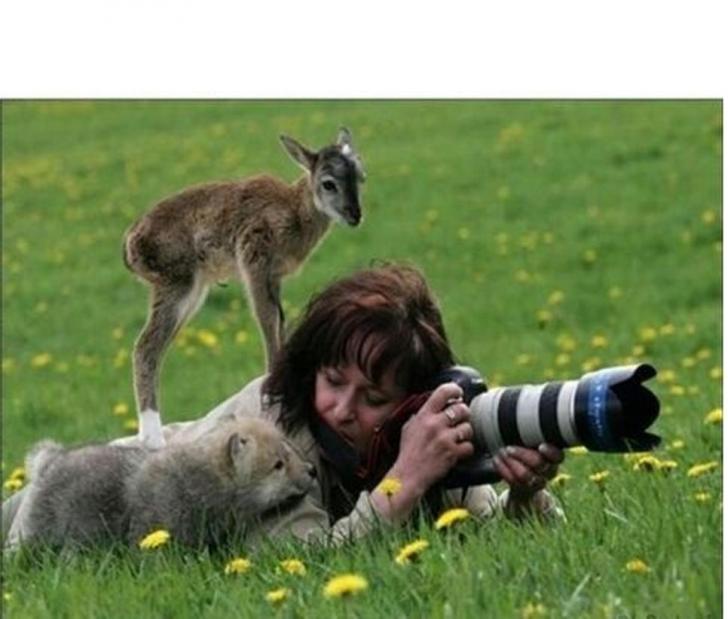 a+photographer+is+approached+by+a+baby+deer+and+baby+wolf+while+out+in+the+field