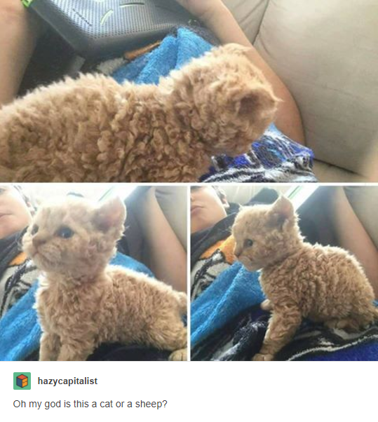 Curly+Cat