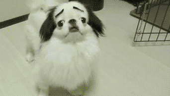 Eyebrows+on+a+dog+makes+everything+better.