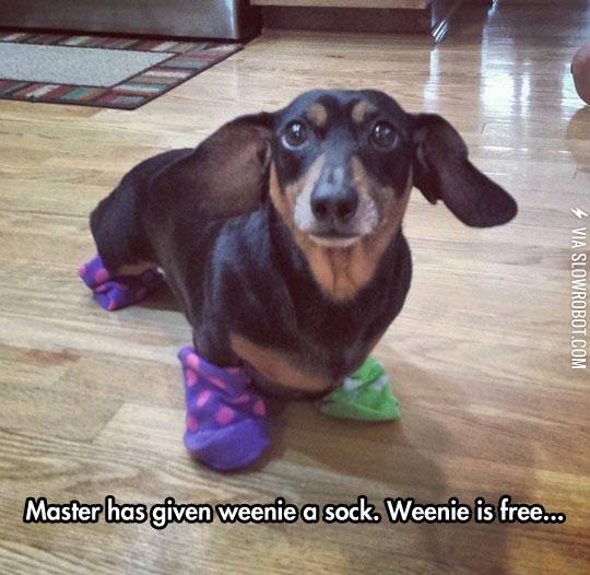 Master+has+given+weenie+a+sock.