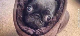 A+Pug+in+an+Ugg+on+the+Rug+looking+snug