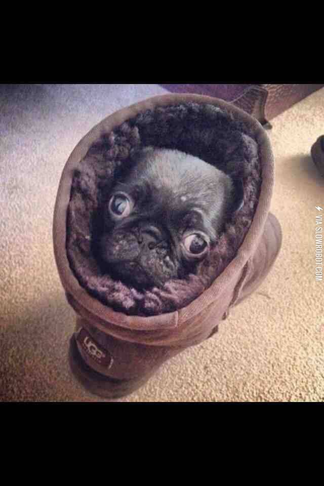 A+Pug+in+an+Ugg+on+the+Rug+looking+snug