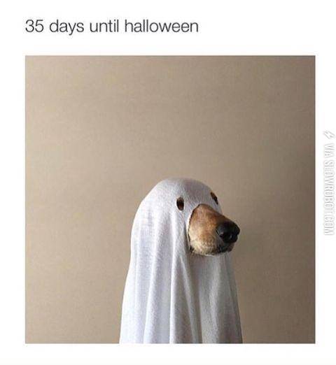 I+wish+I+was+as+cool+as+this+dog.