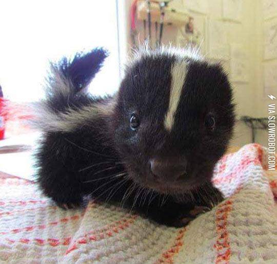 Suddenly%2C+A+Tiny+Baby+Skunk%26%238230%3B