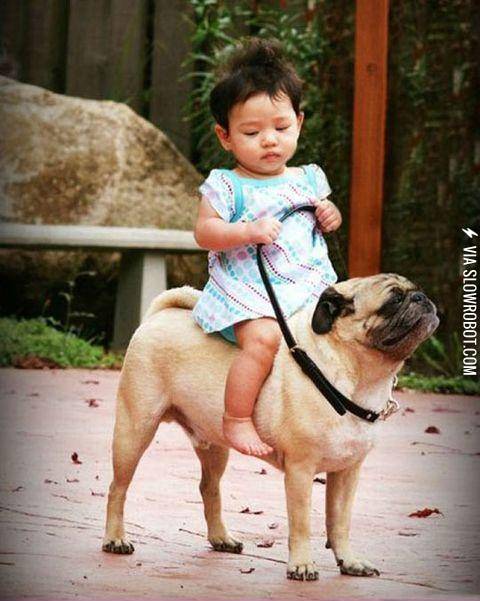 This+pug+looks+so+proud