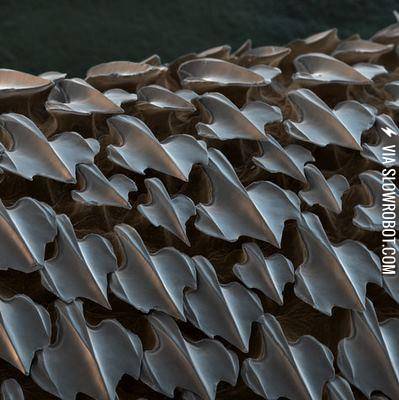 Shark+skin+when+viewed+under+an+electron+microscope.