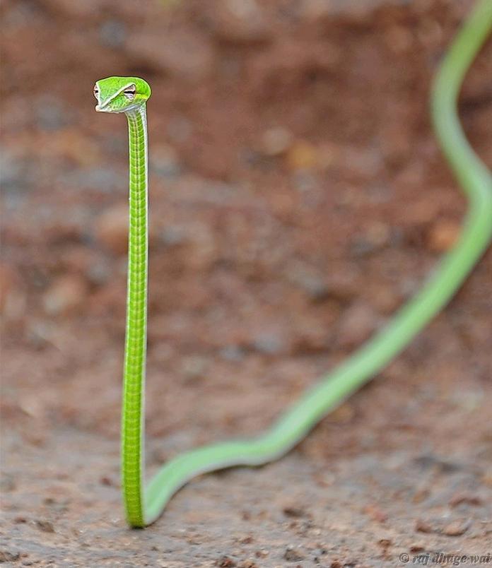 Vine+Snake