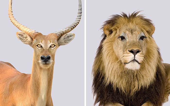 Eyeswapping+prey+vs+predator+gets+wierd+results