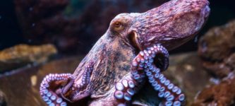 Octopuses+are+4+times+older+than+the+Tyrannosaurus%2C+apparently.