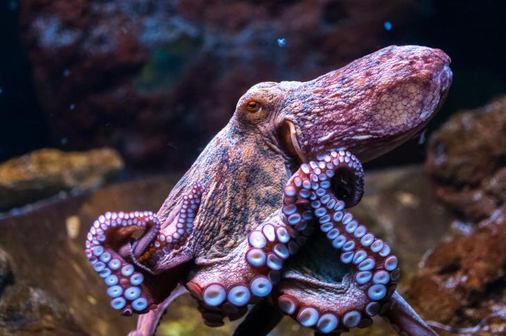 Octopuses+are+4+times+older+than+the+Tyrannosaurus%2C+apparently.