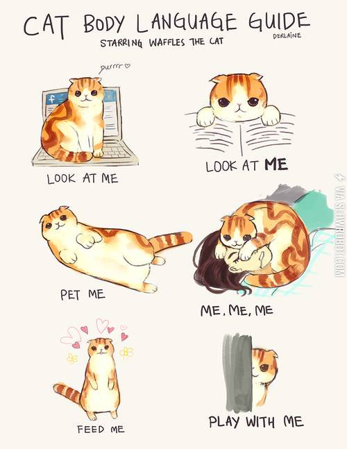 Cat+body+language.