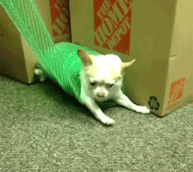 Unwrapping+a+chihuahua+burrito.