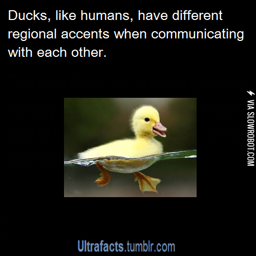 Ducks+have+their+own+accents