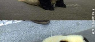 This+Dog+Looks+Like+A+Panda