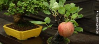 Bonsai+apple+tree+growing+a+full+sized+apple