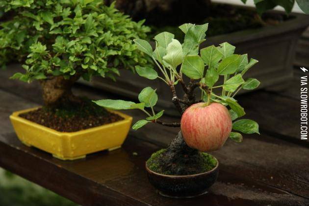 Bonsai+apple+tree+growing+a+full+sized+apple