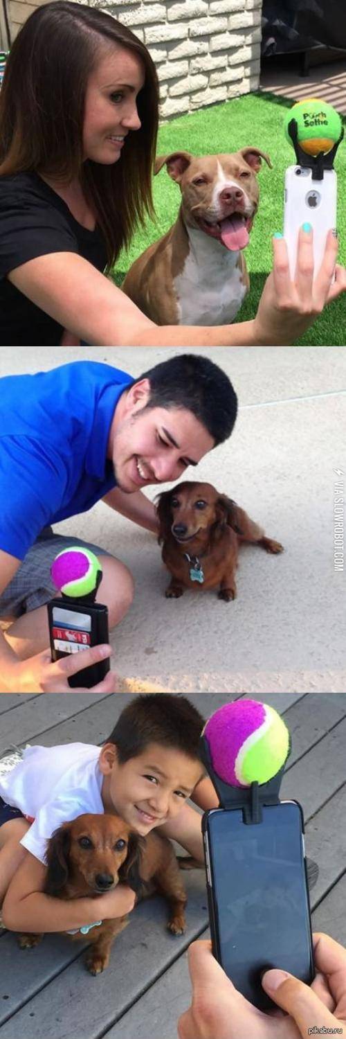 How+to+make+that+your+dog+look+in+camera