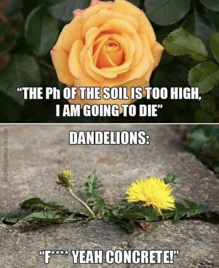 High+maintenance+in+the+flower+world.