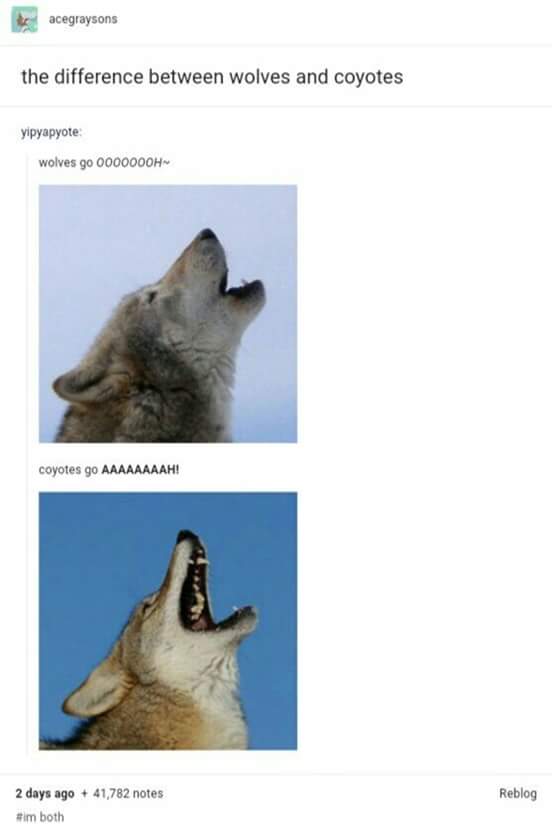 The+difference+between+a+wolf+and+a+coyote