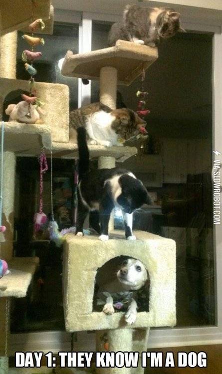 Day+1%3A+They+know+I%26%238217%3Bm+a+dog.