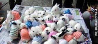 Fluffy+Bunnies+In+Sweaters