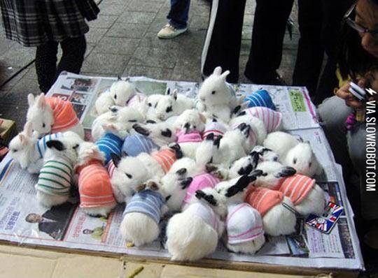 Fluffy+Bunnies+In+Sweaters