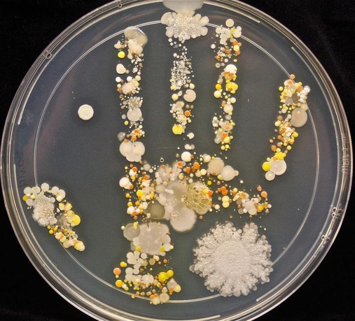 Microbes+On+8-Year-Olds+Hand+print+After+Playing+Outside