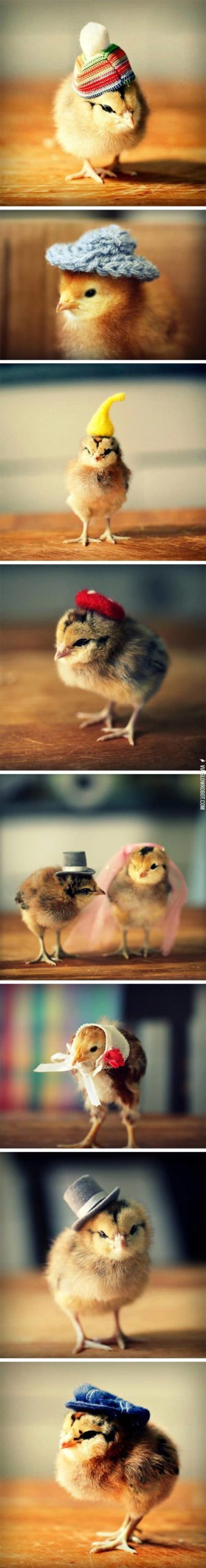 Chicks+in+hats.