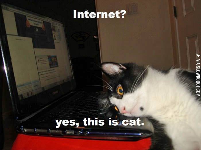 Internet%3F+Yes%2C+this+is+cat.
