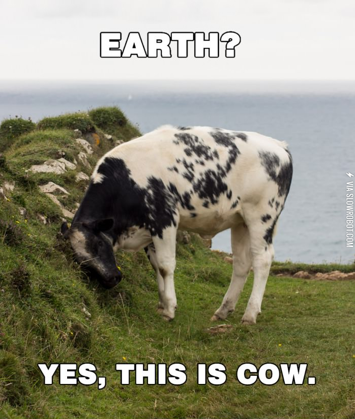 YES%2C+THIS+IS+COW.