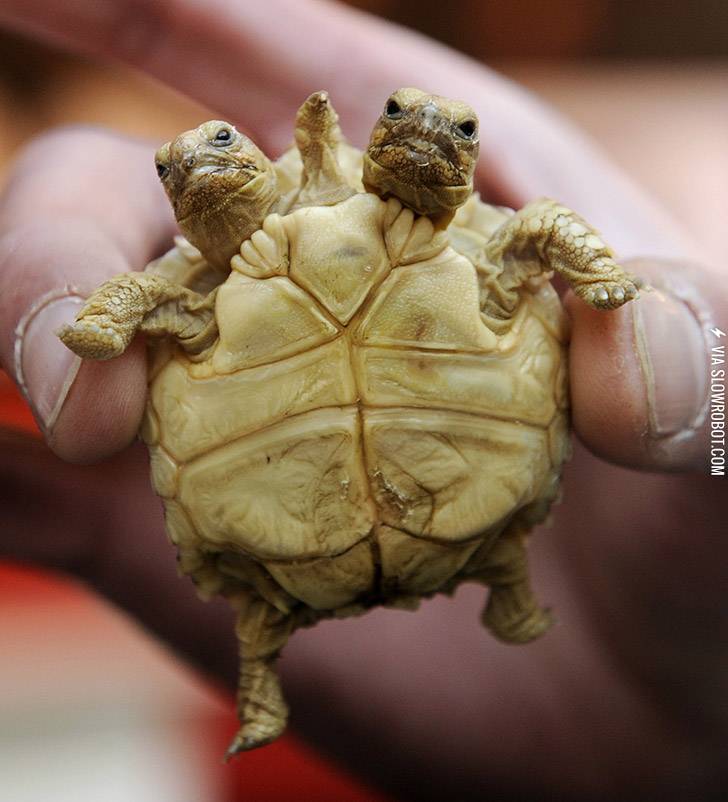 Permanent+high-five+turtle.