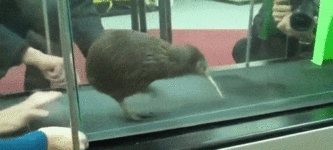 Kiwi+on+a+treadmill