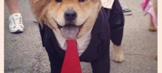 Trump+dog+costume