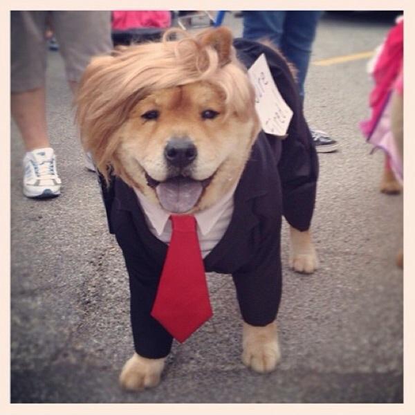 Trump+dog+costume