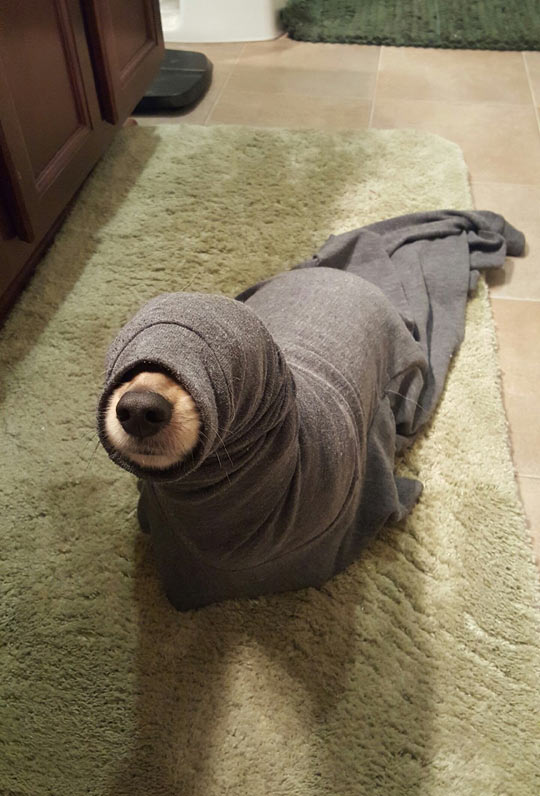 Seal+pup