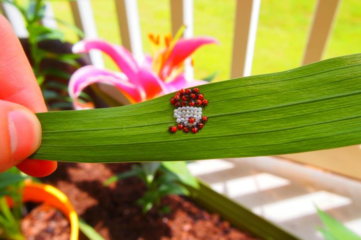 Hatching+baby+ladybugs%21