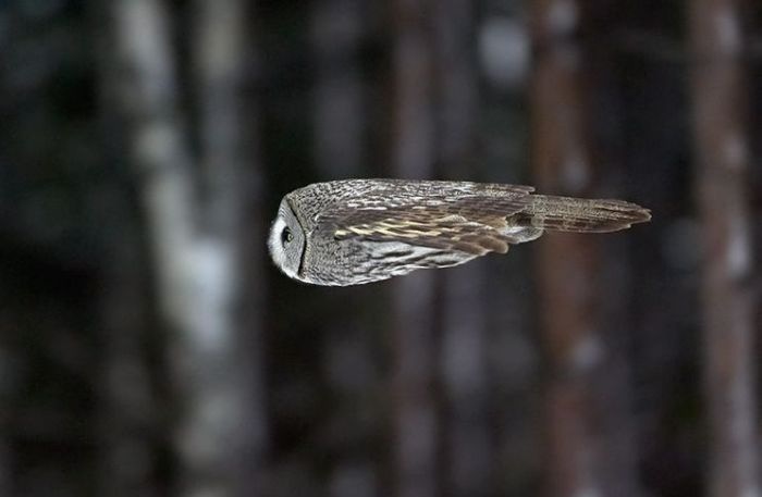 Owl+mid+flight