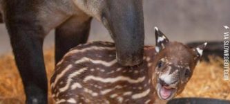 A+Baby+Tapir