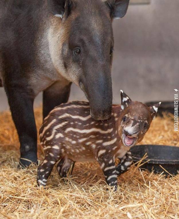 A+Baby+Tapir