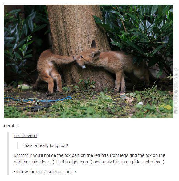 A+spiderfox+in+its+natural+habitat