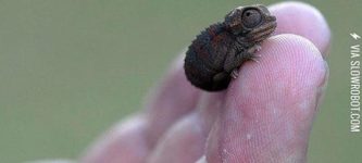 Baby+Chameleon