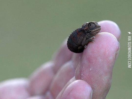 Baby+Chameleon