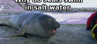 Why+do+seals+swim+in+salt+water.