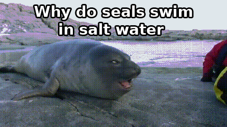 Why+do+seals+swim+in+salt+water.