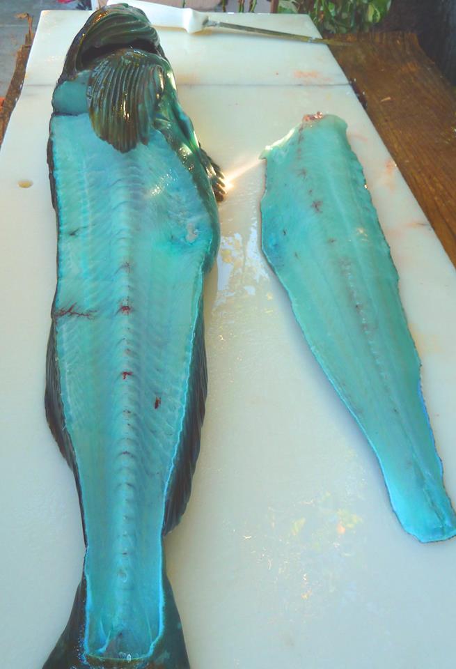 The+meat+of+the+lingcod+naturally+has+a+blue+greenish+meat