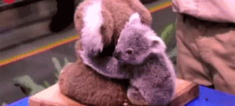 Just+a+baby+koala