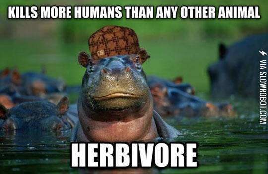 Scumbag+hippos